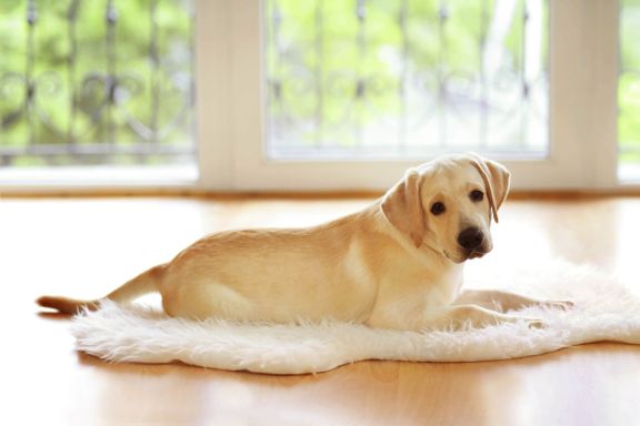 лабрадор ретривер